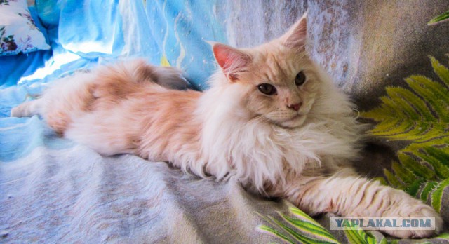 Котовторник 18.08.2015