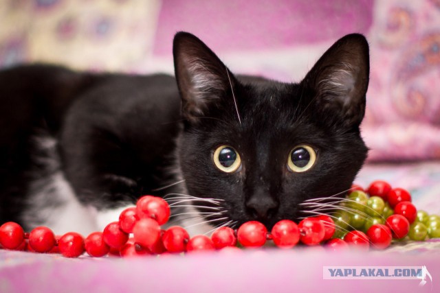 Котовторник наступил!:)