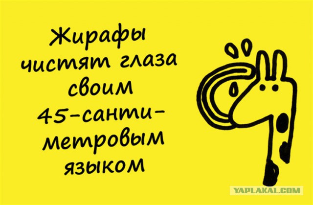 Факты в картинках