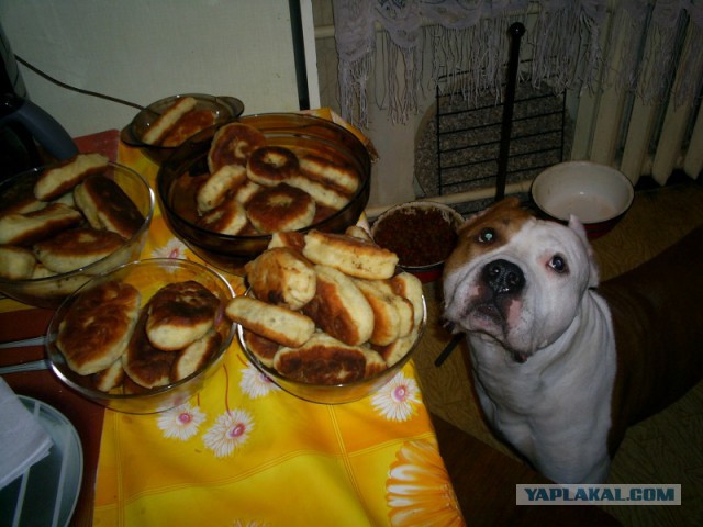 Страшно красивые терьеры