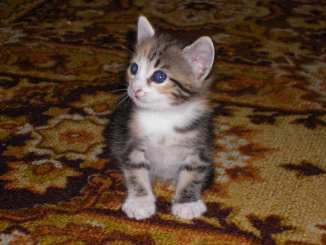 Первый ноябрьский котовторник!