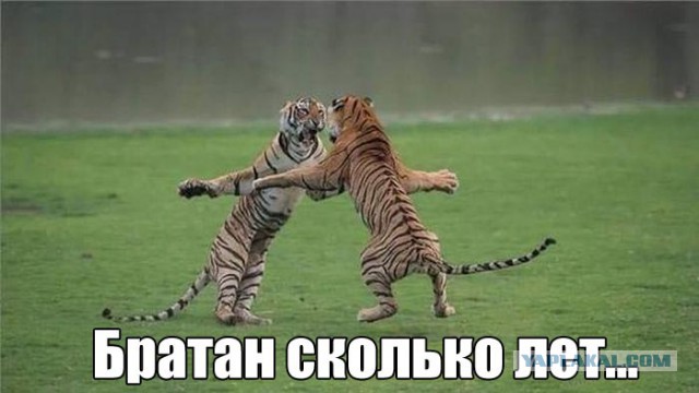 Немного картинок и гифок.