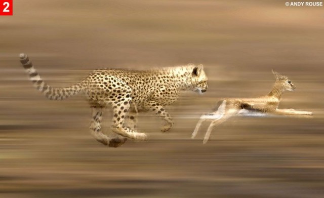Гепард учит детей охотиться