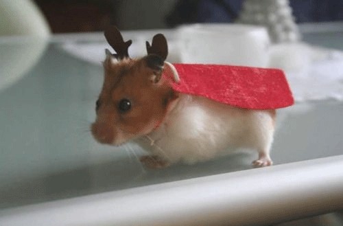 ХомякоПятница! (01.02)