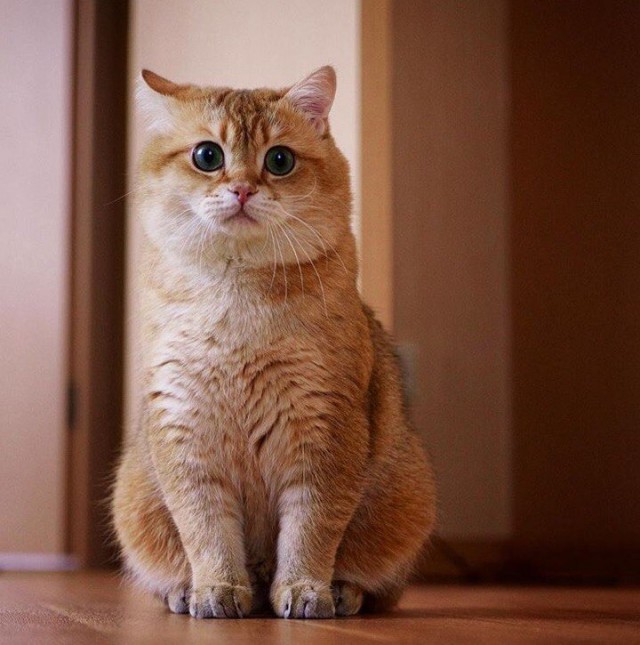 Прикольные животные