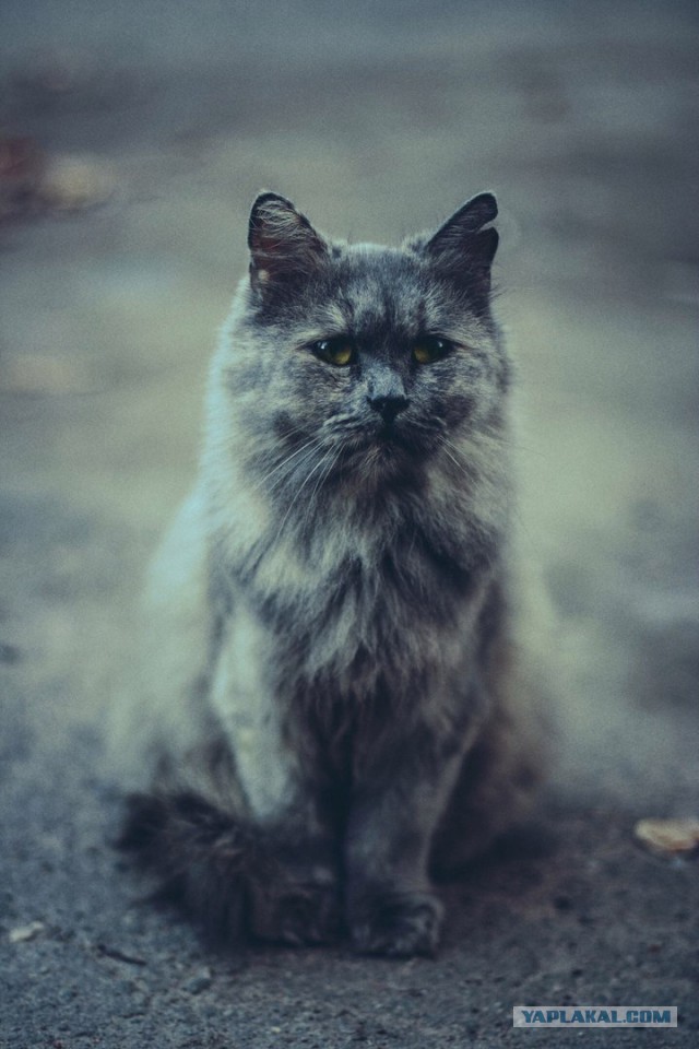 Котовторник 13.09.2016