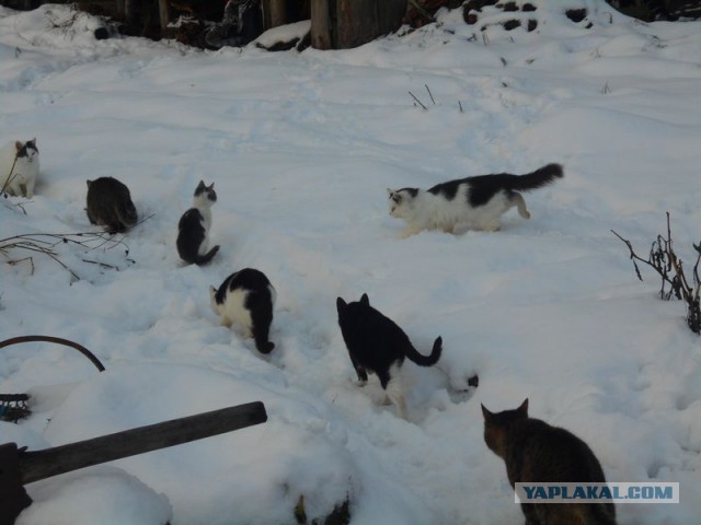 Жизнь домашнего приюта для котеек 142