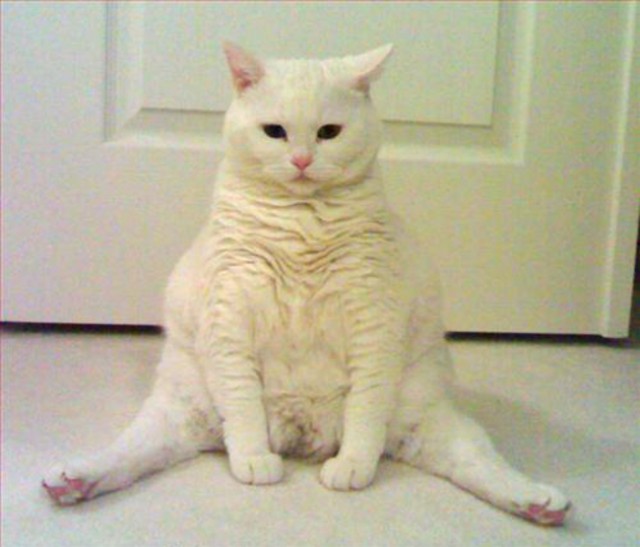Коты из сети