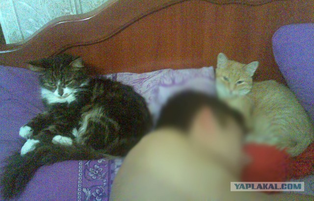 Котовторник 21.02.2017