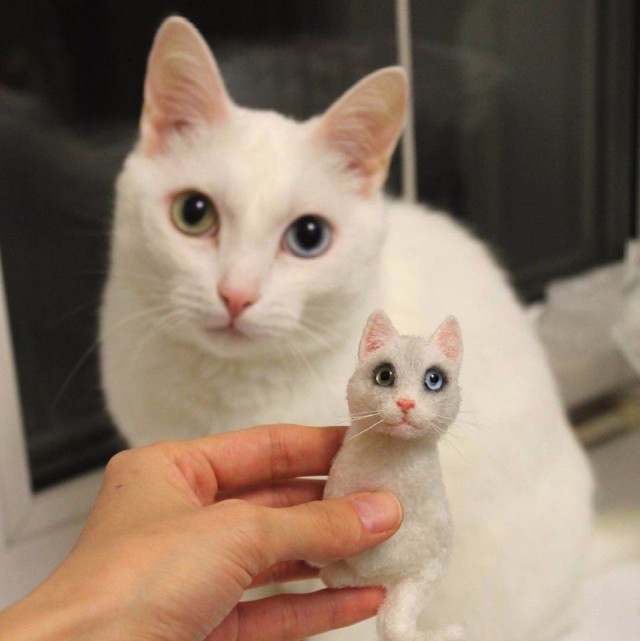 Коты и Кошки
