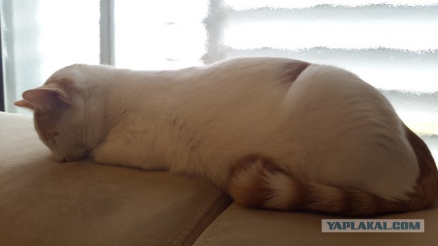 Котовторник 28.03.2017