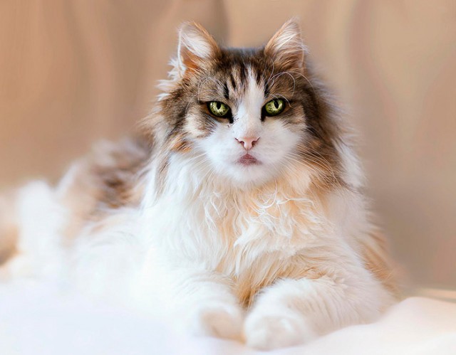 Коты и Кошки