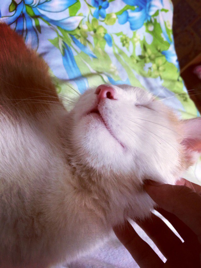 Коты и Кошки