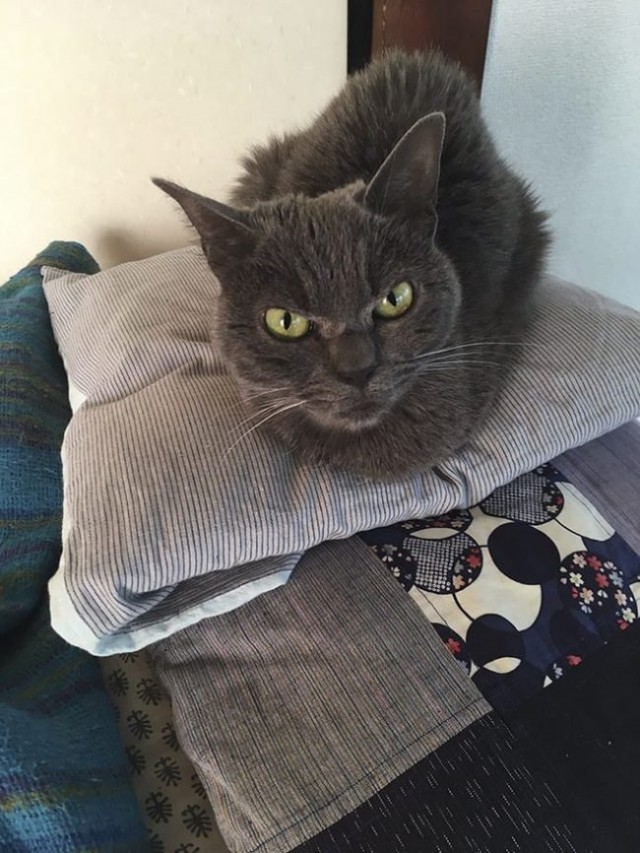 Коты и Кошки