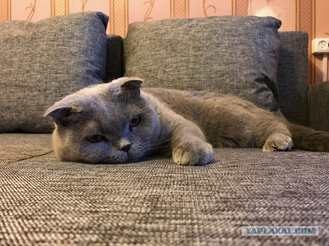 Котовторник  05.12.2017