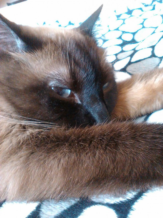 Фотобомбы котов