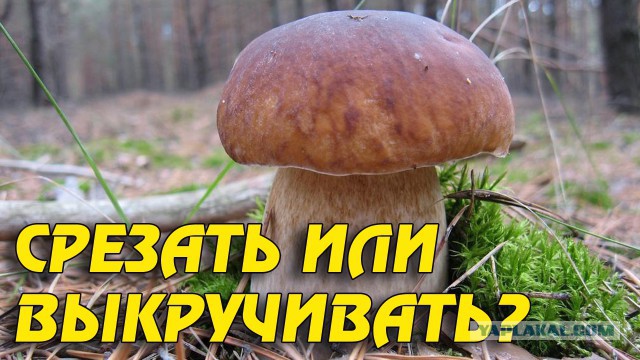 Самые глупые запреты, в существование которых трудно поверить