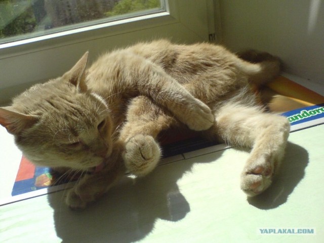 Ура, котовторник! (01.07.2008)