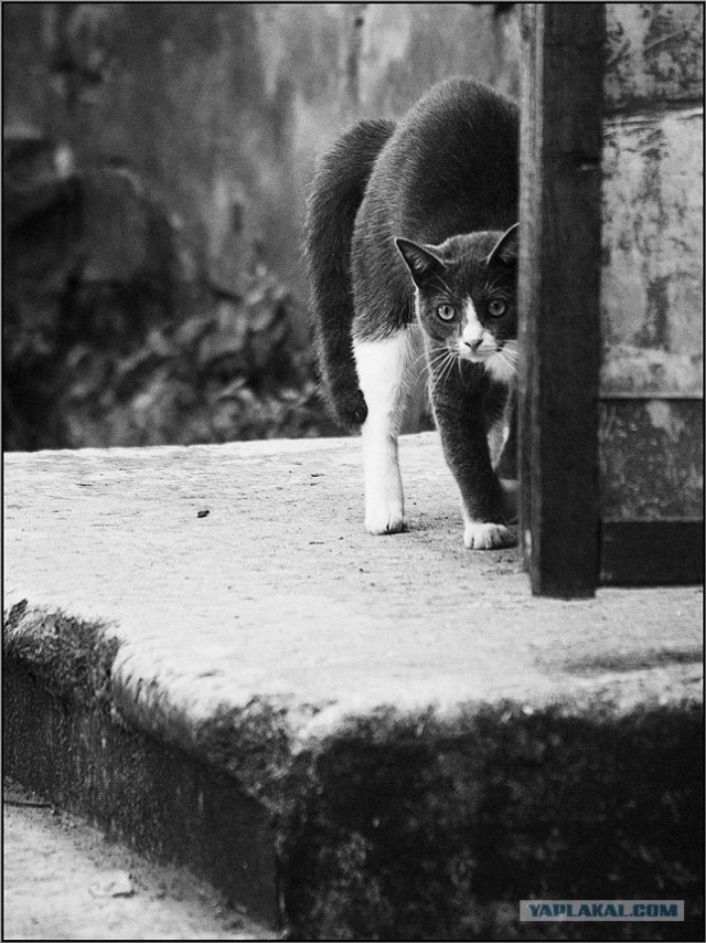 Внимание! На ЯПе КОТОВТОРНИК. 23.09.08.