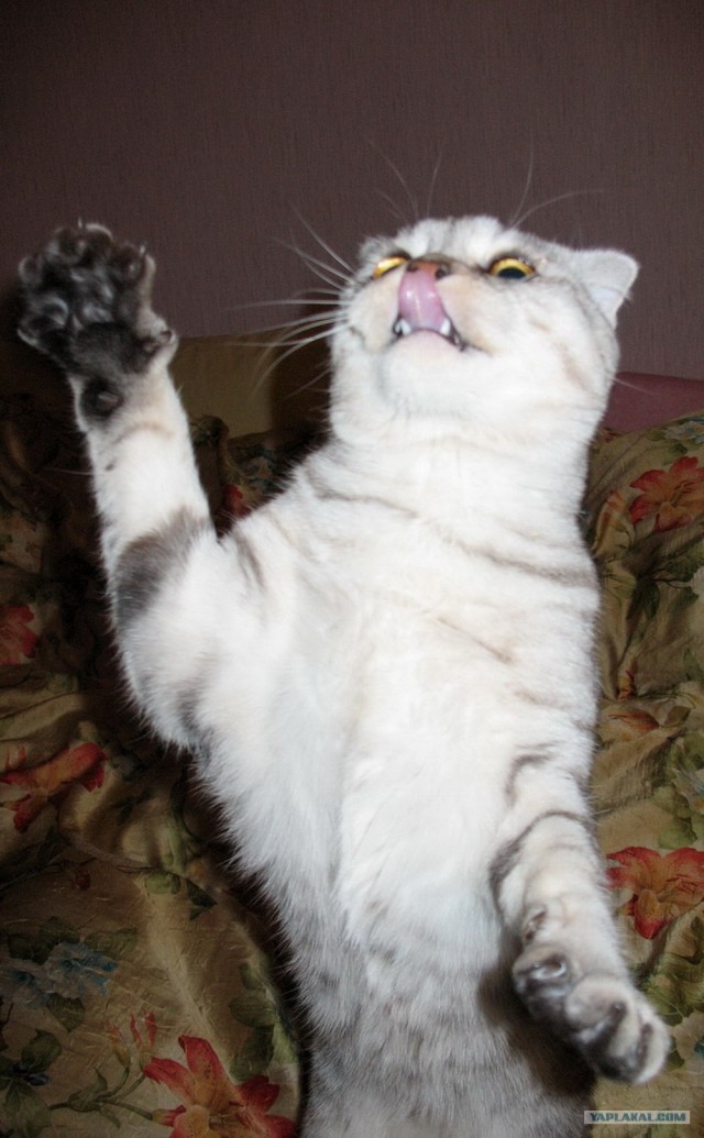 Ну что, котовторник?