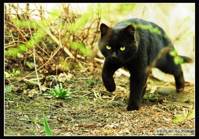 Котовторник на 29 июня
