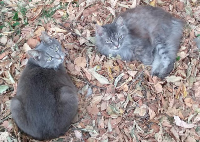 Прикольных котов пост