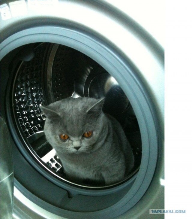 Котовторник 15.02.2011