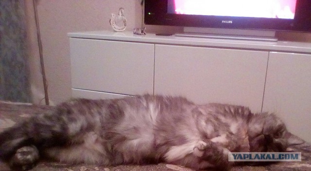 7 странных привычек у кошек, которым есть объяснение