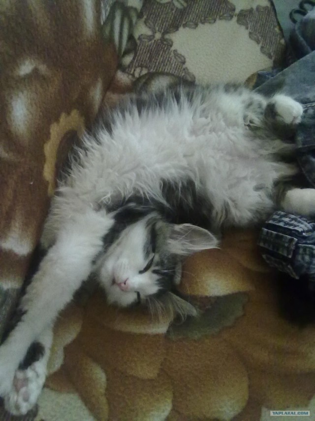 Котовторник!