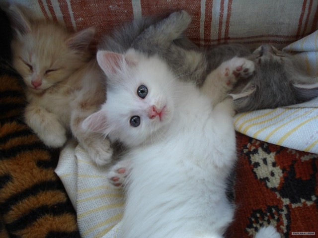 Десантный котовторник