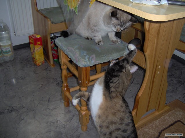Котовторник 06.09.11