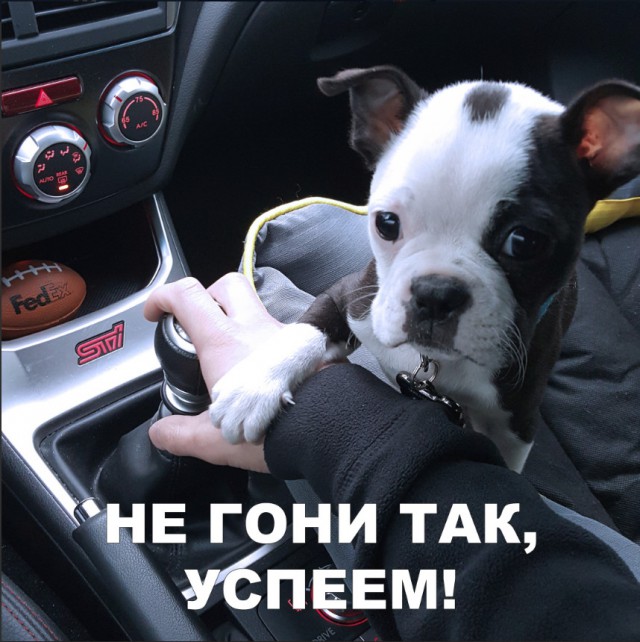 Милые животные. Мимиметр сломался