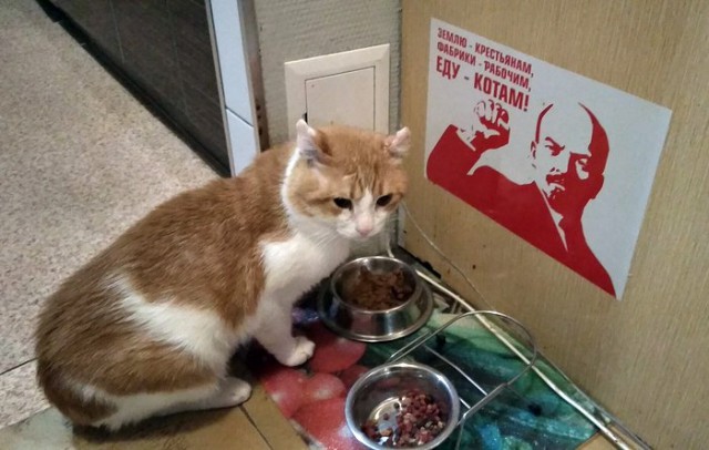 Прикольных котов пост