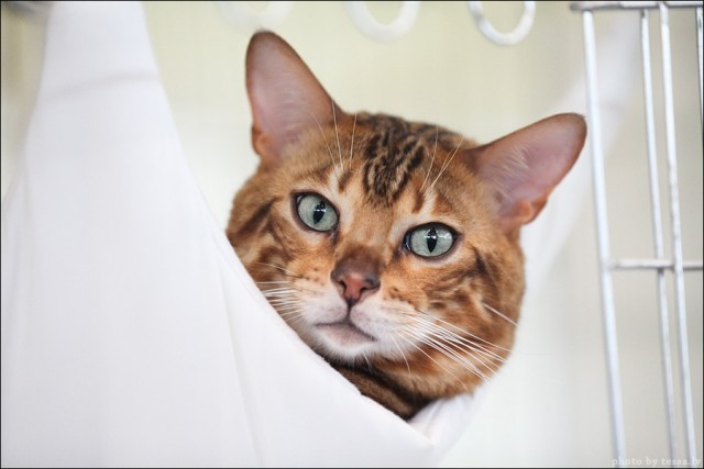 Котовторник! 08.11.11