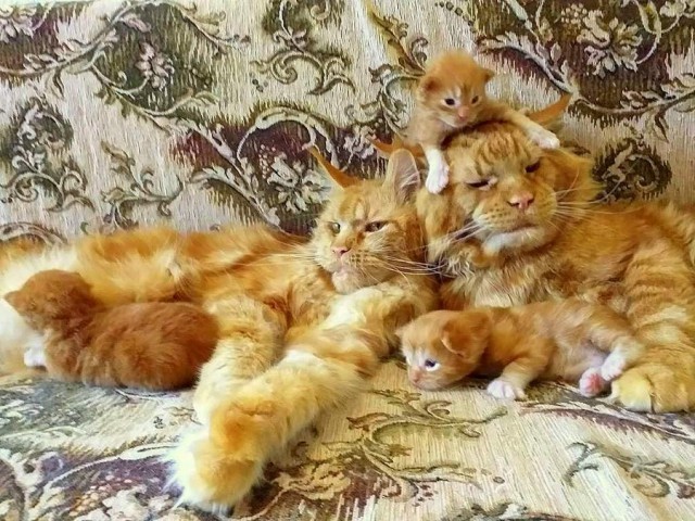 Прикольных котов пост