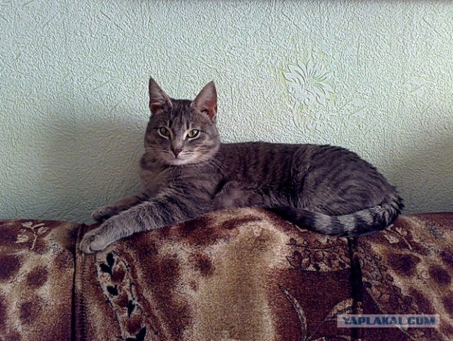 Котовторник (24. 01. 2012 )