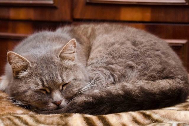 Котовторник 17.04.2012