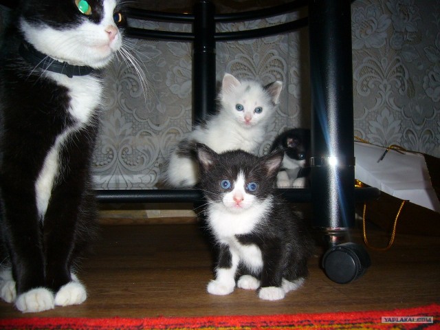 Котовторник на 26.06.12