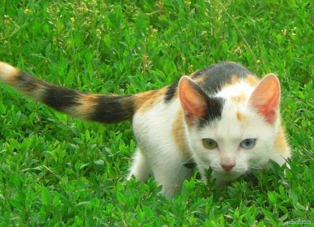 Котовторник 10. 07. 2012