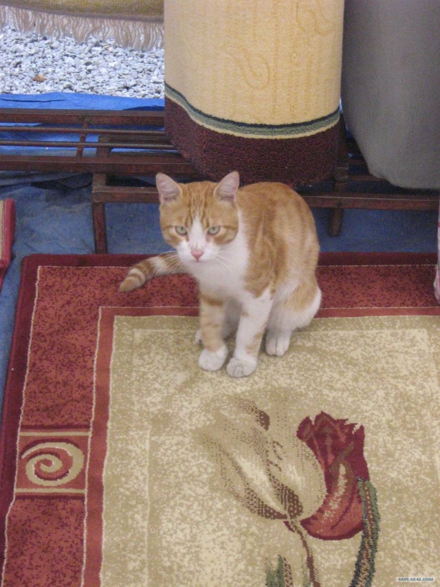 Котовторник 24.07.2012
