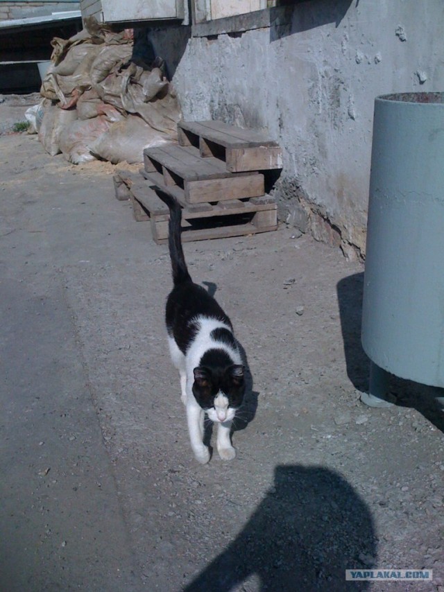 Котовторник 07.08.2012
