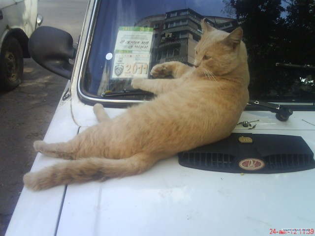 Котовторник 11.09.2012