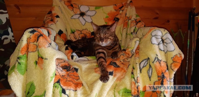 А вы разговариваете с котом?
