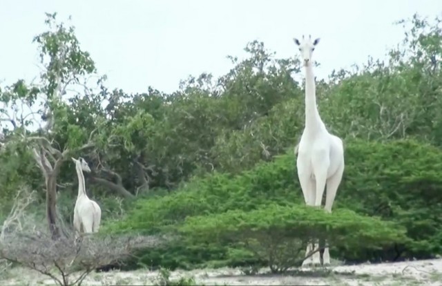 В Кении браконьеры убили единственную в мире белую жирафиху и ее детеныша