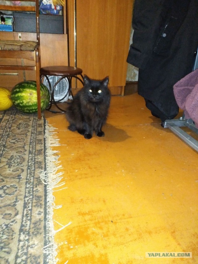 Коты с уранового рудника, надо больше урана!