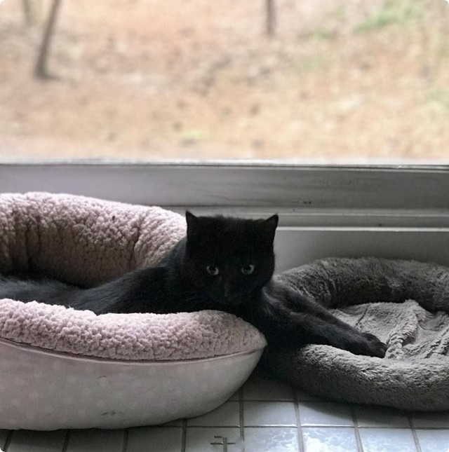 Котофеев пост