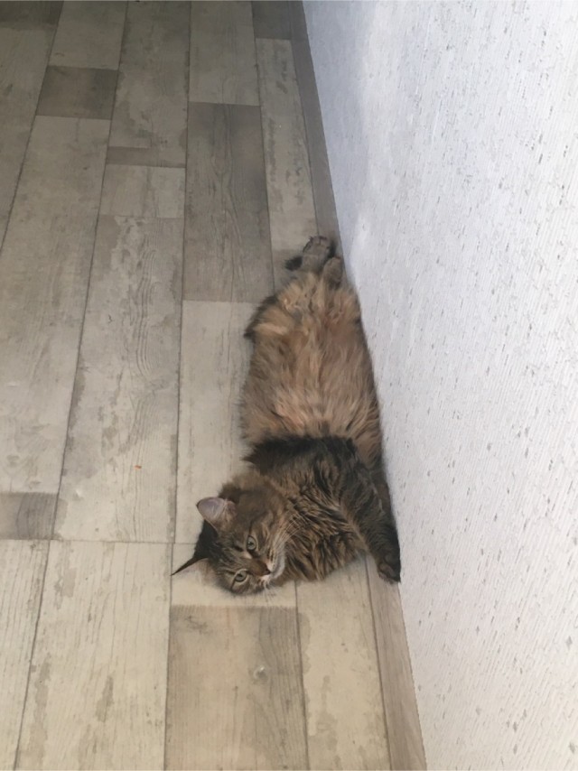 Котики. Было - стало