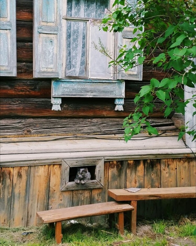 Деревенские котейки