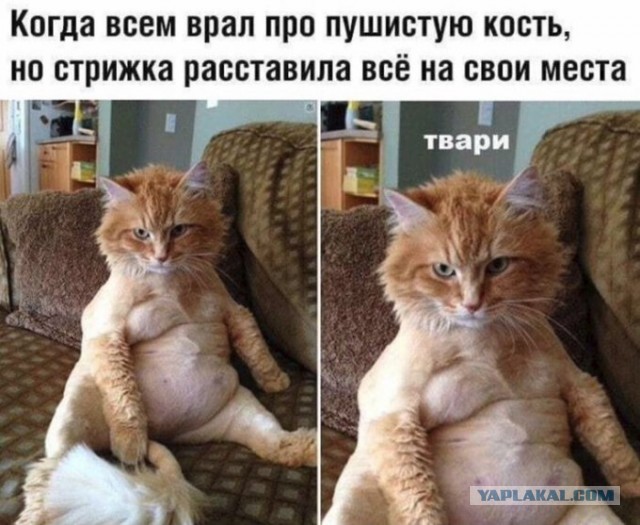 Бредзона