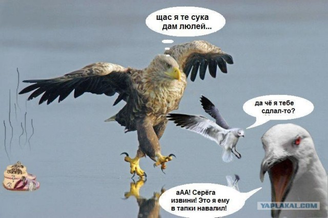 Суровый орел